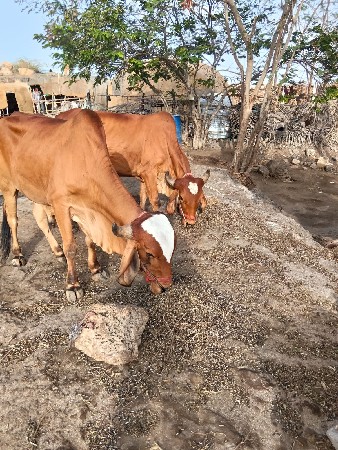 ગોઢલા વેચવાના છે