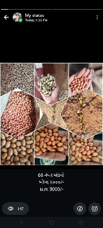 ૬૬ નંબર માંડવો