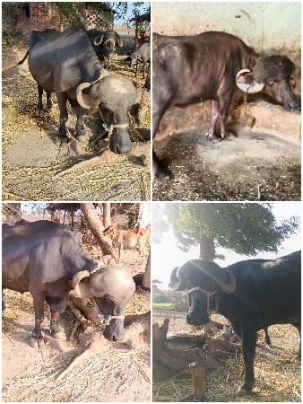બીજદાન માટે સંપર્ક કરો