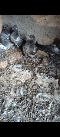 8 નંગ છે