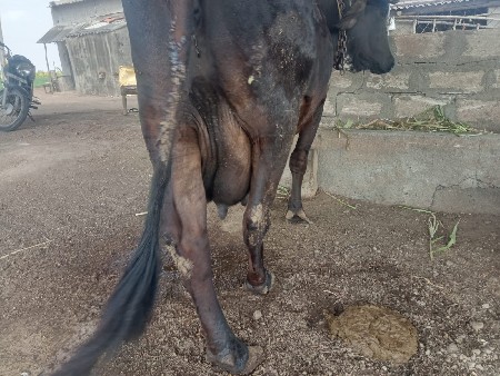 ર.જરશિગાય.   1   5 દિવશનિ