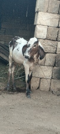 8 મહિના ની લીલડી વાસડી વેચવાની