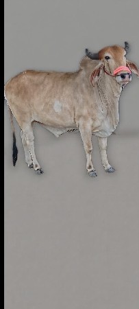 આ કોધલો વેચીવાનો છે