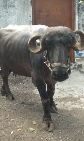 ભેંસ વેચવાની છે