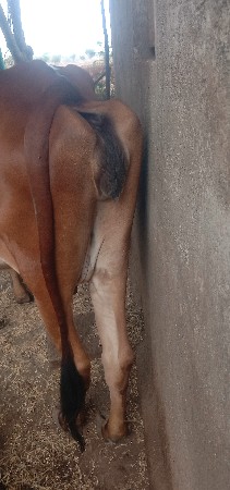 ગાય વેચવાની સે