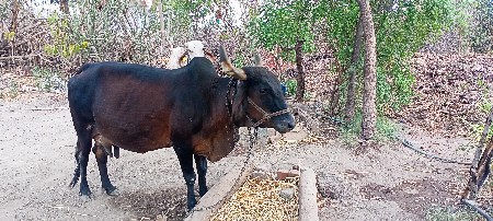 ગાય વેચવાની છે