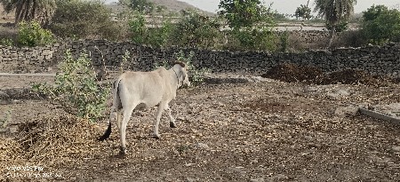 વાશરીયો