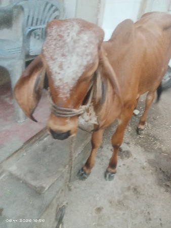 વાંસલડી વેચવાની છે