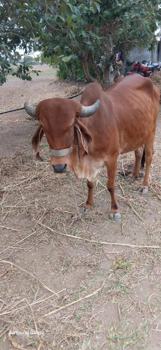 ગાય વેચવાની છે