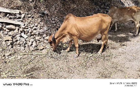 ગીર ગાય છે વેચવાની છે