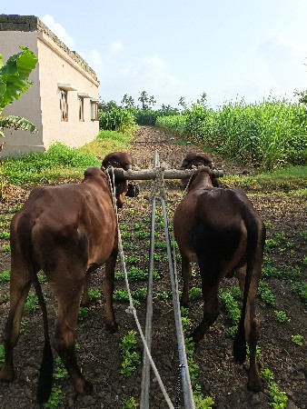 પેલી ધરના ગોધલા
