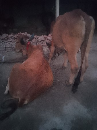 બળદ વેચવાના છે સાટા પણ ચાલે