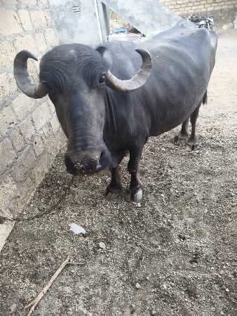 આ