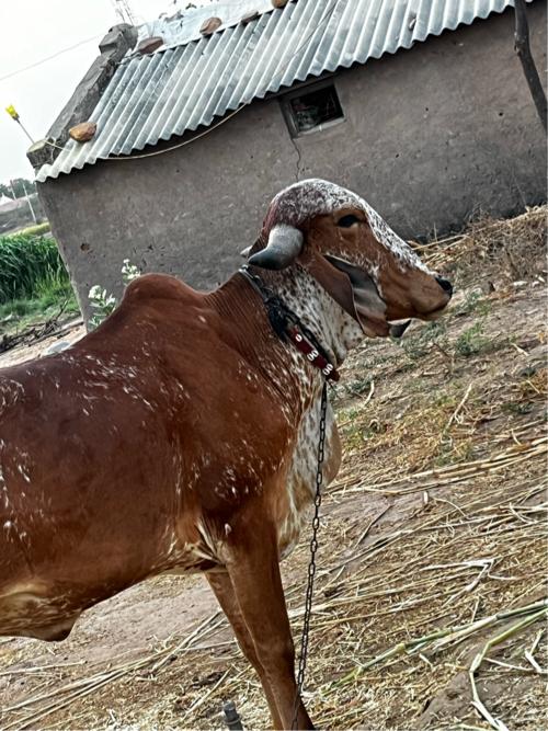 સાટા કરવા ના સે