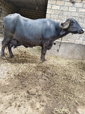 ભેંસ વેચવાની છે