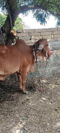 વાસળી  વેસવાની સે