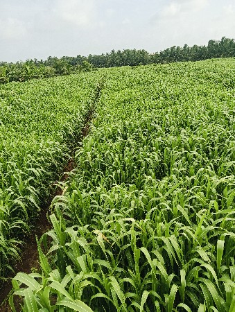 લીલી જુવારની સાર વેશવાની છે