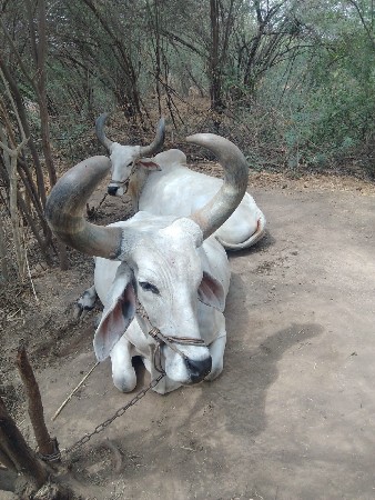 બળદ વેચવાના છે