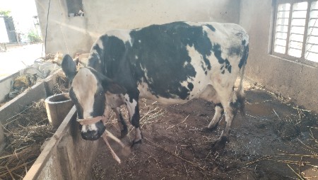 આ ગાય વેચવાની છે.