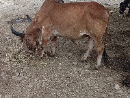 બડધ