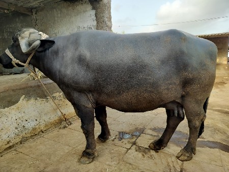 vechvani se