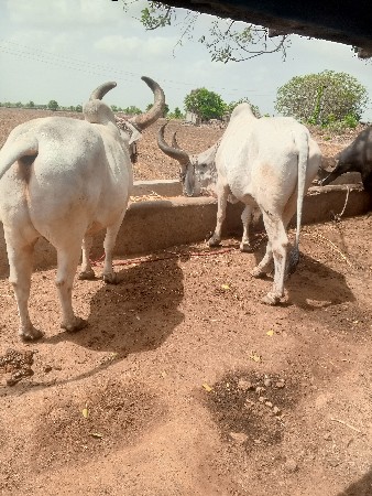 બ બળદ વેચવાના છે