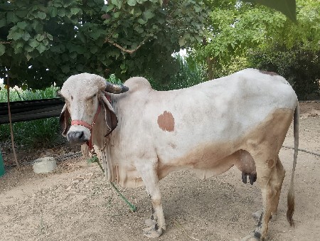 ગાય વેચવાની છે