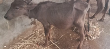 વેચવાના સે