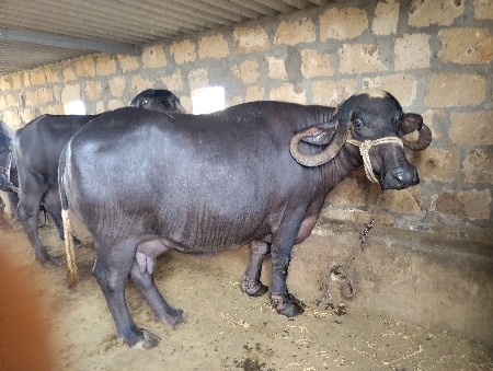 ભેંશ વેશવા ની છે
