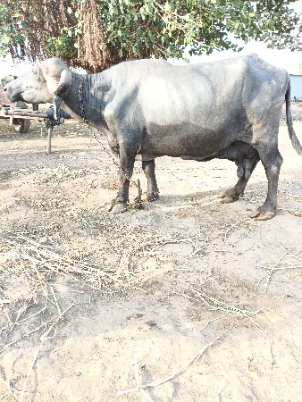વેસવાની સે