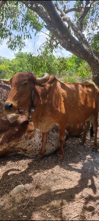 વેતર 3