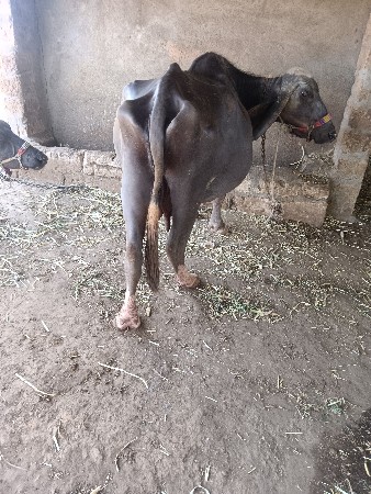 ભેંસ વેચવાનીછે