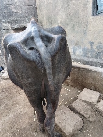 ભેસ
