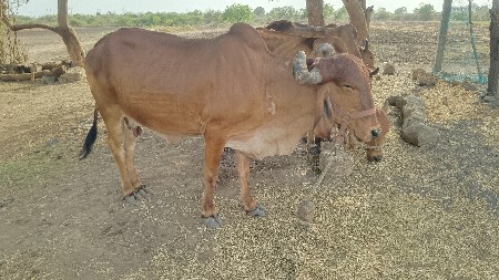 ગાય વેચવાની છે