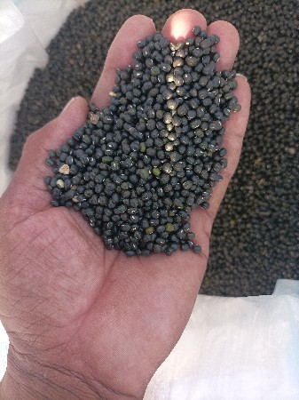 દેસી કાળા મગ