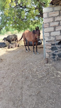 પંચ વરસ ની ઘોડી