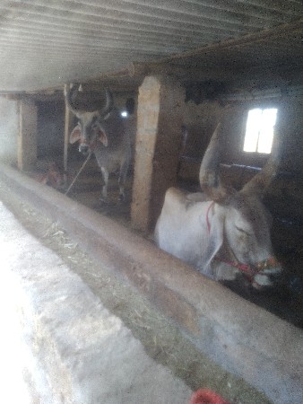 બળદની જોડ વેચવાની છે