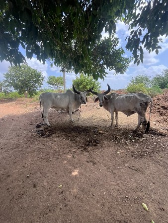 ગોઢલા