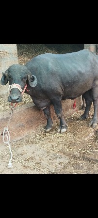 ભેંસ વેચવાની છે