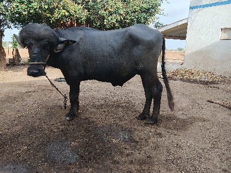 પાડો વેચવાનો છે
