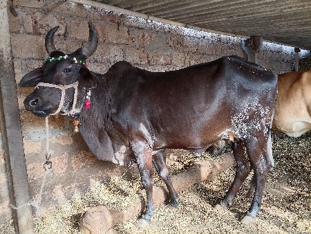 ગાય વેચવાની છે