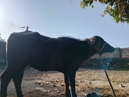 ખડેલી વેચવાની છે