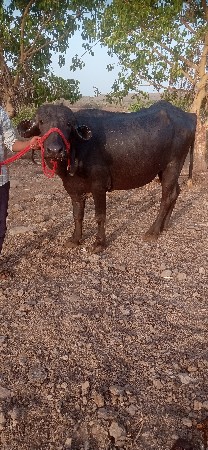 આ ખંડેલી વેચવાની છે