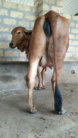 પેલા વેતરની હોઙકી વૈસવાની છૈ