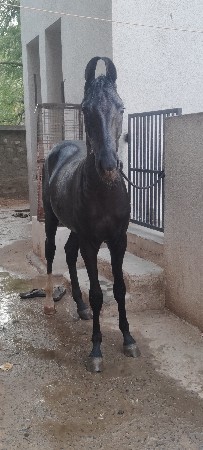 વછેરી 9 મહિનાની