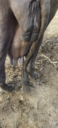 ભેંસ વેચવાની છે