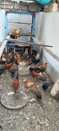 આ મરઘા  વેચ વાના છે