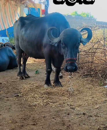 ભેંશ વેચવાની છે