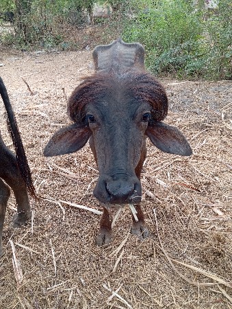 2 પાડીયુ વેચવાની છે