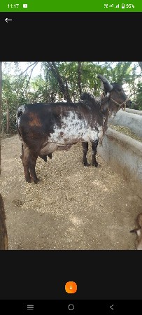 કાંકરેજ ગાય વેચવાની છે